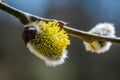 Twig with a yellow flower known as Goat Willow Salix caprea bl