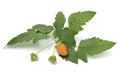 Twig of yellow raspberry, Rubus Idaeus, and leaves close up on white background