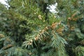 Twig of yew with male cones