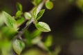 Twig with young blossoming leaves in the spring.