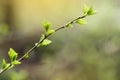 Twig with young blossoming leaves in the spring.