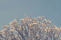 Twiggy Branches of Plumeria Tree on Blue Sky Background with Retro Filter Effect