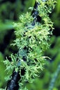 Twiggy Lichen 26583