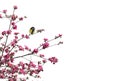 Twigs apple tree with pink flowers apple tree with great tit on a white background with space for text
