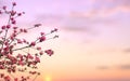 Twigs Apple Tree With Pink Flowers Apple Tree On A Rising Sun Background With Space For Text