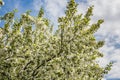 The twigs of apple-tree with young green leaves and white flowers on a blue sky with clouds background in spring in a park Royalty Free Stock Photo