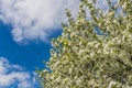 The twigs of apple-tree with young green leaves and white flowers on a blue sky with clouds background in spring in a park Royalty Free Stock Photo