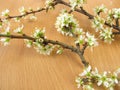 Twigs with blackthorn flowers Royalty Free Stock Photo