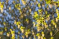 Twigs of blooming ash with young green leaves and buds in early spring in a park we see in the photo Royalty Free Stock Photo