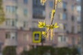 Twigs of blooming ash with young green leaves and buds in early spring in a park we see in the photo Royalty Free Stock Photo