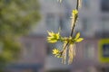 Twigs of blooming ash with young green leaves and buds in early spring in a park we see in the photo Royalty Free Stock Photo