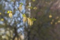 Twigs of blooming ash with young green leaves and buds in early spring in a park we see in the photo Royalty Free Stock Photo