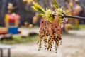 The twigs of blooming ash with young green leaves and buds Royalty Free Stock Photo