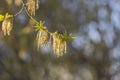 Twigs of blooming ash with young green leaves and buds in early spring in a park we see in the photo Royalty Free Stock Photo