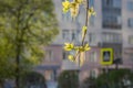 Twigs of blooming ash with young green leaves and buds in early spring in a park we see in the photo Royalty Free Stock Photo