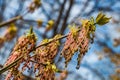 The twigs of blooming ash with young green leaves and buds Royalty Free Stock Photo