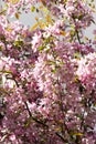 Twigs of blossoming apple tree with crab pink purple flowers, background Royalty Free Stock Photo