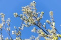 twigs of blossoming pussy willow on a background of blue sky Royalty Free Stock Photo