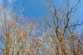 Twigs of a blossoming white fluffy willows and trees, blue sky background, spring day Royalty Free Stock Photo