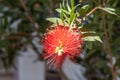 Twigs of Bottlebrush bush with young green leaves and red flower on a blur background in spring in a park