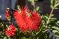 Twigs of Bottlebrush bush with young green leaves and red flower on a blur background in spring in a park