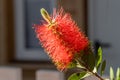 Twigs of Bottlebrush bush with young green leaves and red flower on a blur background in spring in a park