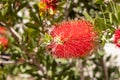 Twigs of Bottlebrush bush with young green leaves and red flower on a blur background in summer in a park