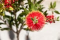 Twigs of Bottlebrush bush with young green leaves and red flower on a blur background in summer in a park