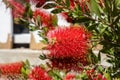 Twigs of Bottlebrush bush with young green leaves and red flower on a blur background in summer in a park