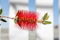 Twigs of Bottlebrush bush with young green leaves and red flower on a blur background in summer in a park