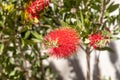Twigs of Bottlebrush bush with young green leaves and red flower on a blur background in summer in a park