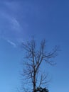 twigs a branched tree in blue sky Royalty Free Stock Photo