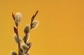 Twigs of a budding willow on a yellow background