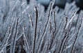 The twigs of the bush taken in close-up are completely covered with transparent ice. Royalty Free Stock Photo