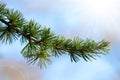 Twigs of a Cedar or Lebanon Tree Cedrus libani Royalty Free Stock Photo