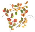 Twigs with colorful dried leaves isolated on white background.