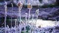 Twigs with colorful leaves covered in winter frost Royalty Free Stock Photo