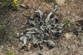 Twigs of colorless dead shrubs on highlands Royalty Free Stock Photo