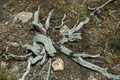 Twigs of colorless dead shrubs on highlands Royalty Free Stock Photo