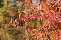 Twigs of common spindle in autumn