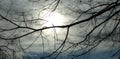 Twigs Dark Light Sun Branches Tree Condolence