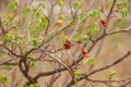 Twigs of filbert tree with buds and first leaves. Royalty Free Stock Photo