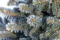 Twigs of fir tree in the snow, winter background