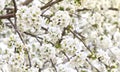 Twigs with flowers cherry tree on a blooming garden background in spring time Royalty Free Stock Photo