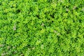 Twigs of fresh thyme, Thymus Vulgaris, perennial fragranced foliage and herb, in aromatic gardens in natural daylight