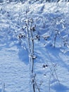 Twigs with frozen buds Royalty Free Stock Photo