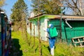 Twigs of fruit bloom tree at orchard, gardener in protective suit sprinkles branches between cottage and pile of empty hives