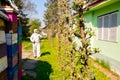 Twigs of fruit bloom tree at orchard, gardener in protective suit sprinkles branches between cottage and pile of empty hives