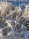 twigs of grasses froze and covered with snow. natural pattern of intertwined blades of grass in winter