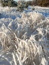 twigs of grasses froze and covered with snow. natural pattern of intertwined blades of grass in winter